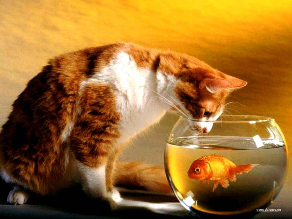 Cat and Fish