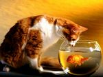 Cat and Fish