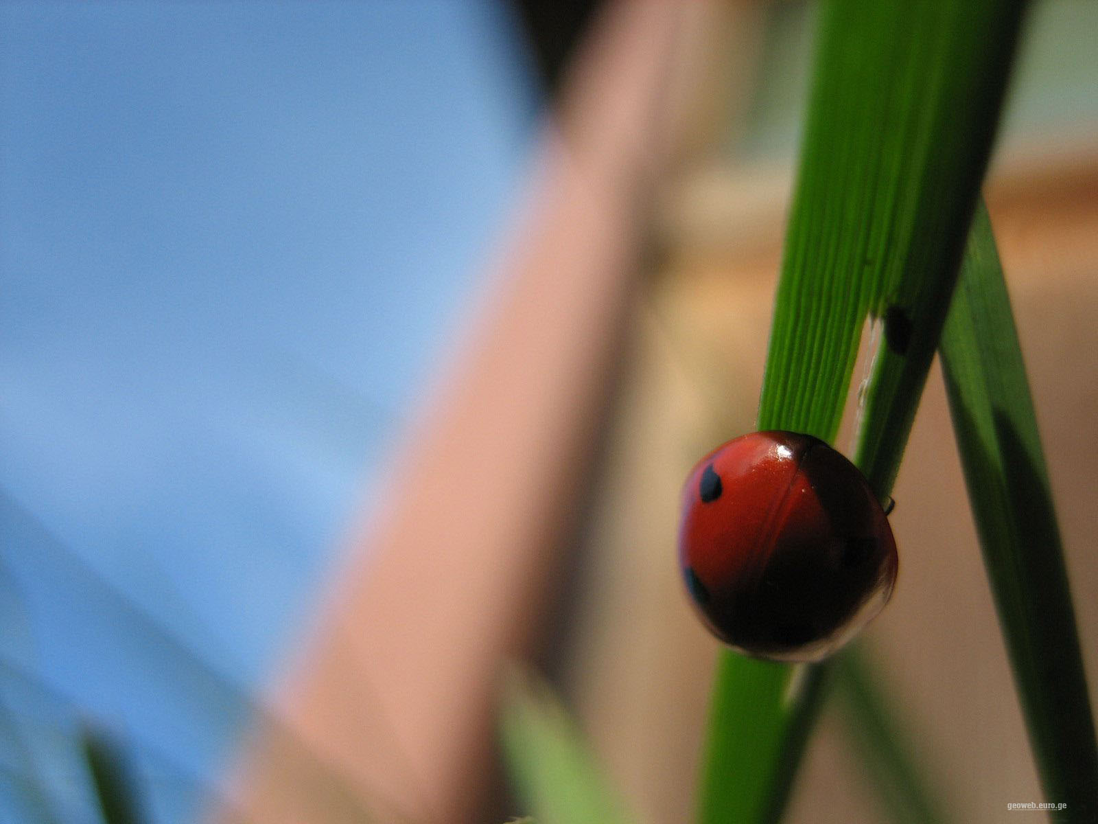 Beauty Insect