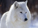 Arctic Wolf