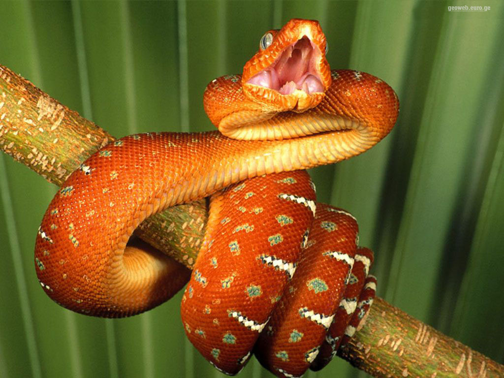 Dangerous Snake