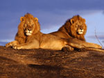 Lions