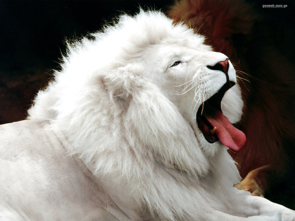 White Lion