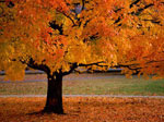 Orange Tree